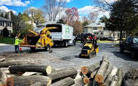 How Our Tree Care Process Works  in  Dardanelle, AR