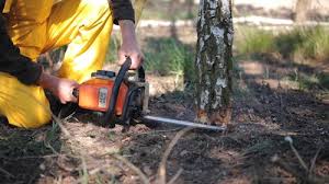 Trusted Dardanelle, AR Tree Services Experts